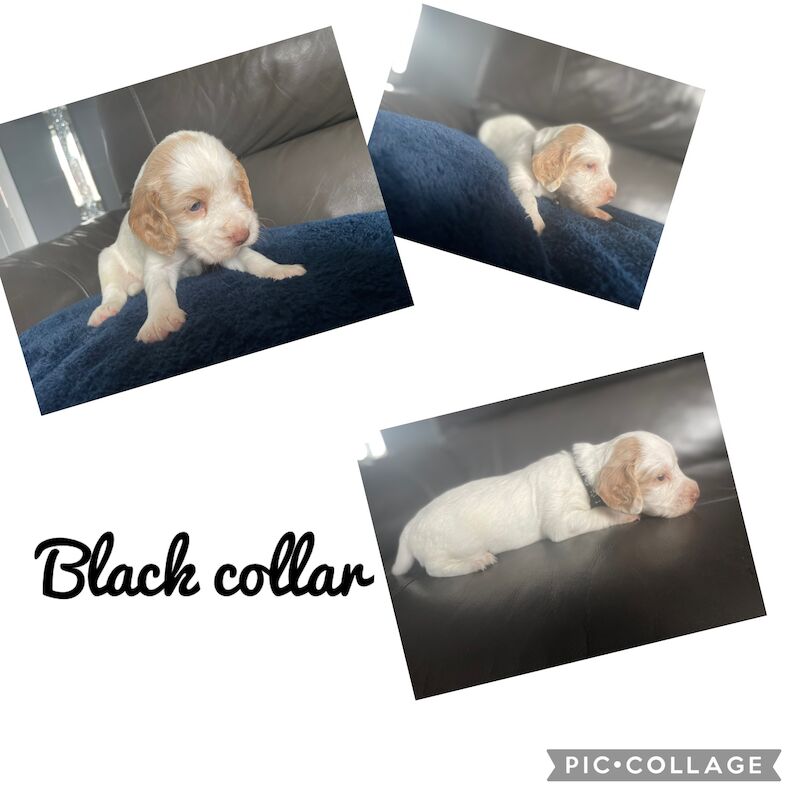 Cocker spaniel puppies for sale in Worksop, Nottinghamshire