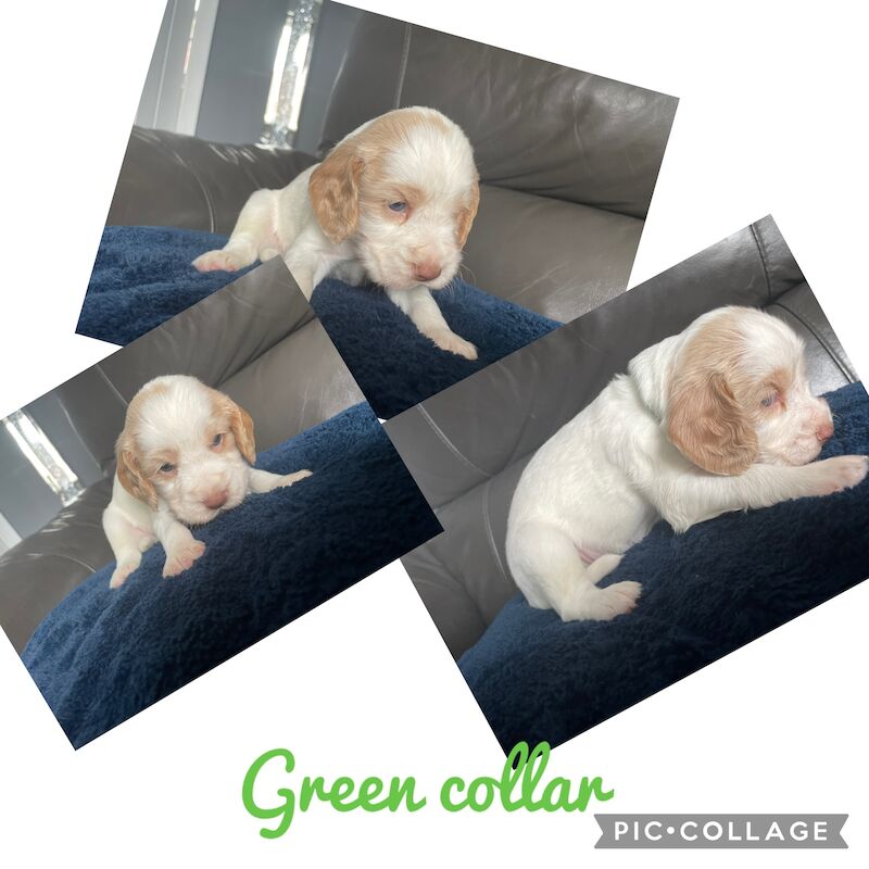 Cocker spaniel puppies for sale in Worksop, Nottinghamshire - Image 2