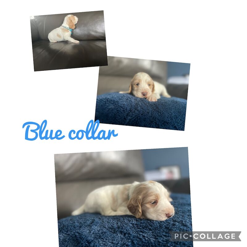 Cocker Spaniel Puppies for sale in Nottinghamshire