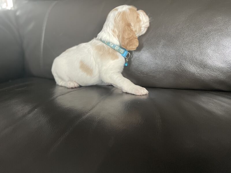 Cocker spaniel puppies for sale in Worksop, Nottinghamshire - Image 6