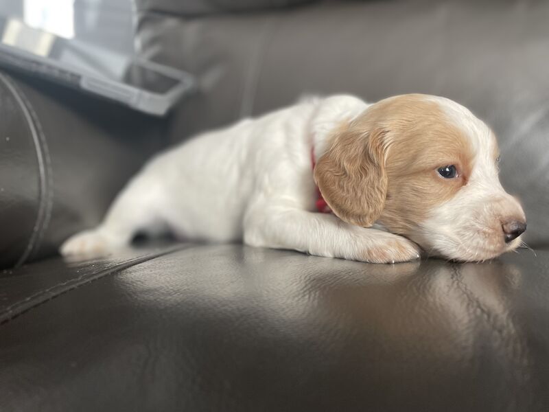 Cocker spaniel puppies for sale in Worksop, Nottinghamshire - Image 8