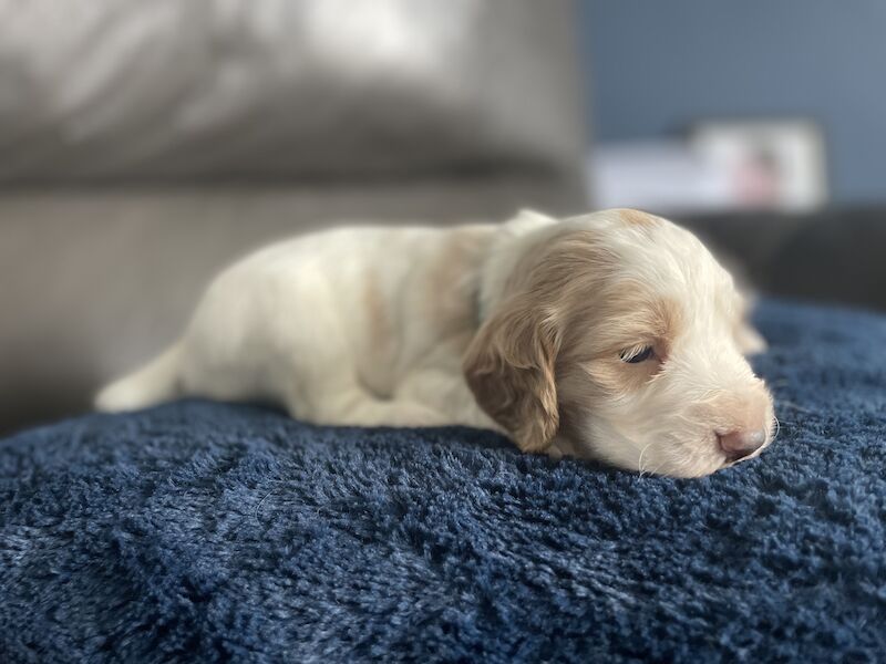 Cocker spaniel puppies for sale in Worksop, Nottinghamshire - Image 9