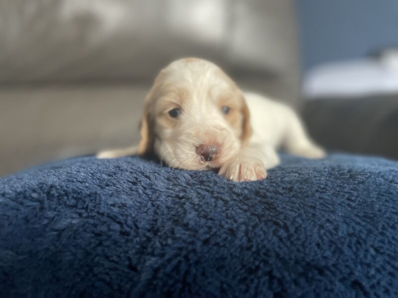 Cocker spaniel puppies for sale in Worksop, Nottinghamshire - Image 10