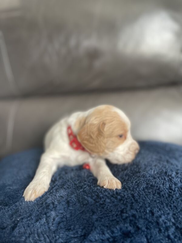 Cocker spaniel puppies for sale in Worksop, Nottinghamshire - Image 11