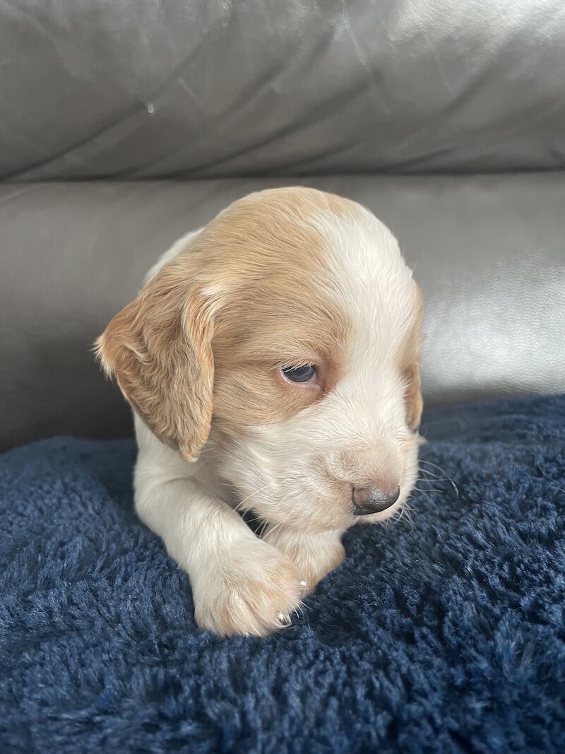 Cocker spaniel puppies for sale in Worksop, Nottinghamshire - Image 12