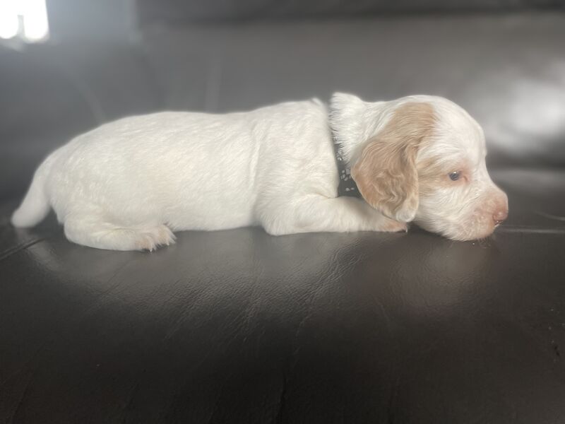 Cocker spaniel puppies ready now for sale in Worksop, Nottinghamshire - Image 4