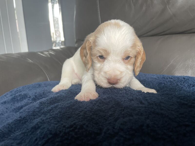 Cocker spaniel puppies ready now for sale in Worksop, Nottinghamshire - Image 5