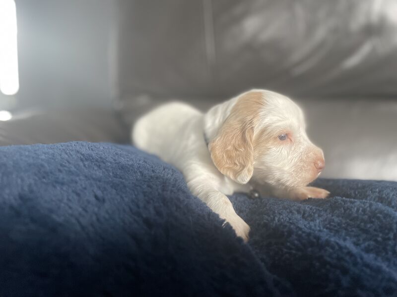 Cocker spaniel puppies ready now for sale in Worksop, Nottinghamshire - Image 6