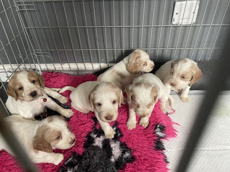 Cocker spaniel puppies ready now for sale in Worksop, Nottinghamshire - Image 12