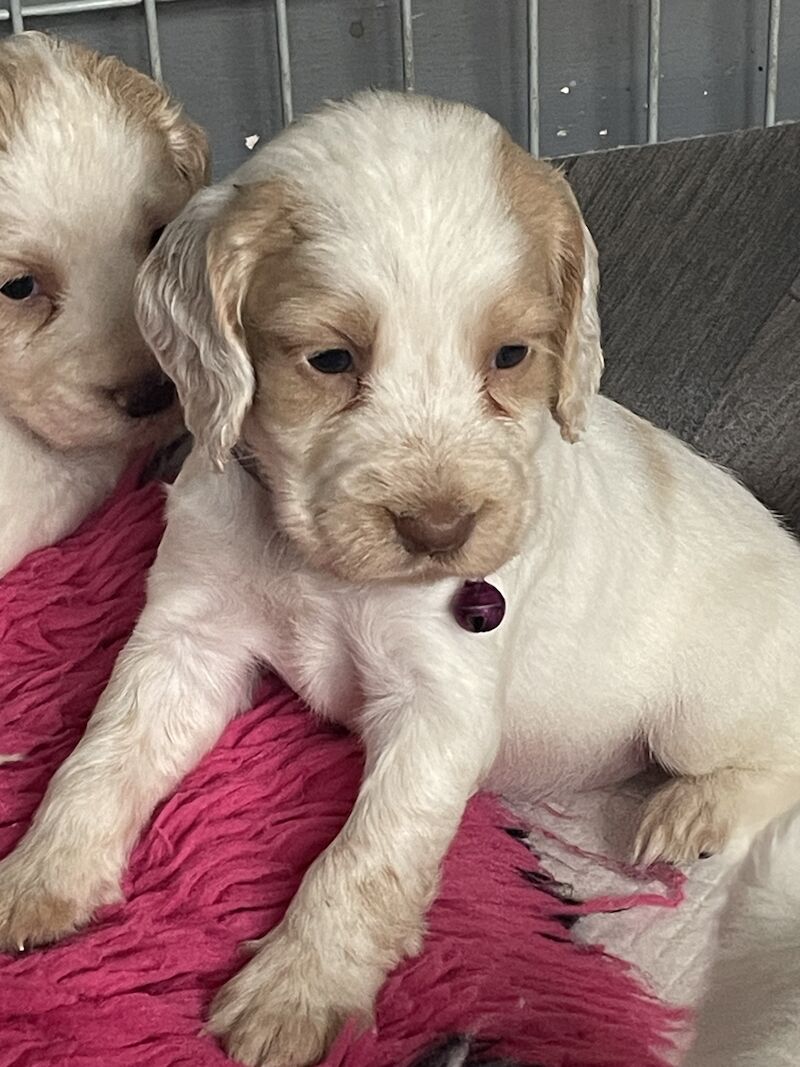 Cocker spaniel puppies ready now for sale in Worksop, Nottinghamshire - Image 13