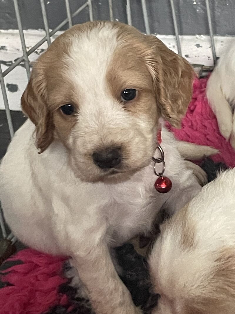 Cocker spaniel puppies ready now for sale in Worksop, Nottinghamshire - Image 14