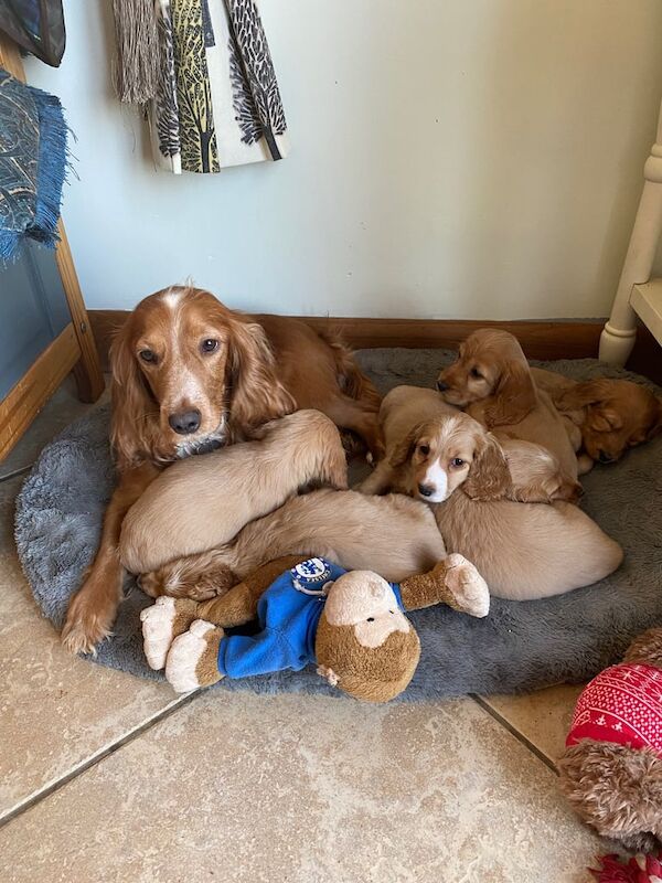 Cocker Spaniel puppies for sale in Armagh, Armagh