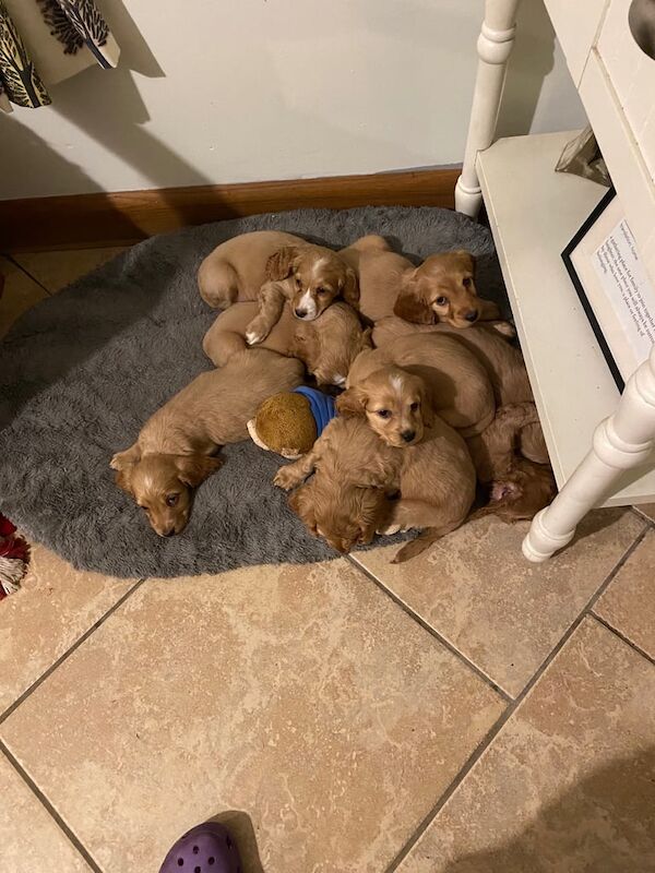 Cocker Spaniel puppies for sale in Armagh, Armagh - Image 2