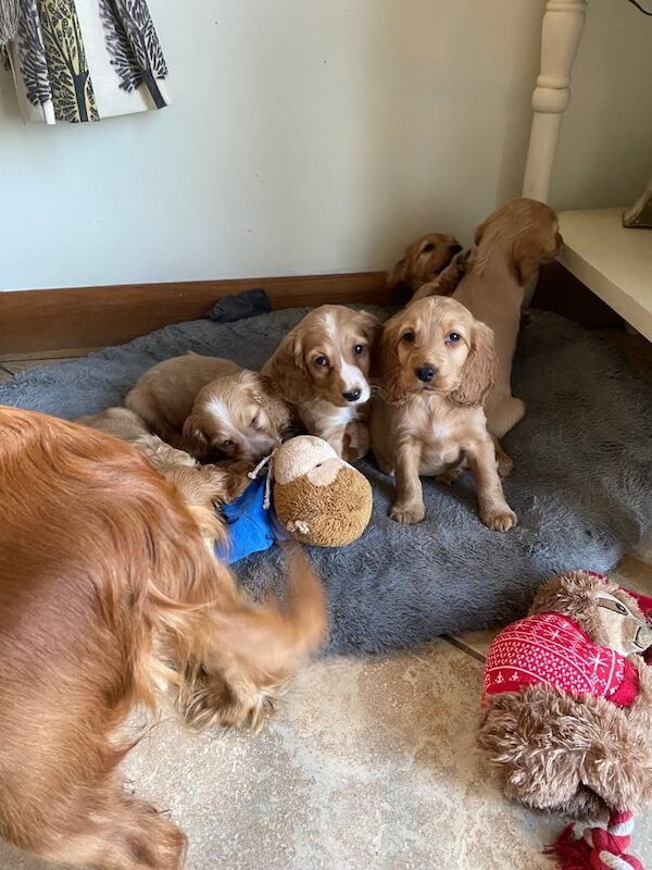 Cocker Spaniel puppies for sale in Armagh, Armagh - Image 3