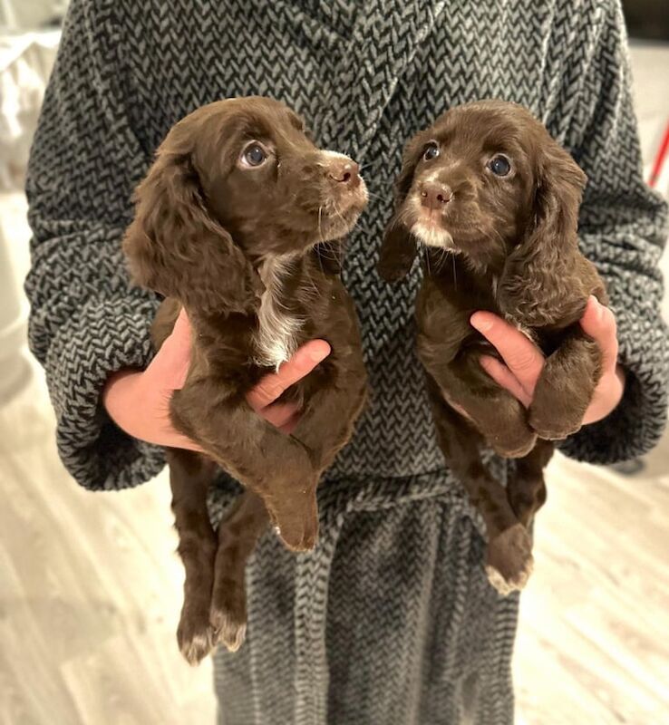 cocker spaniel puppies for sale in Four Marks, Hampshire