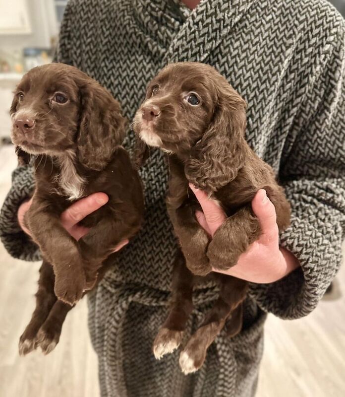 cocker spaniel puppies for sale in Four Marks, Hampshire - Image 2