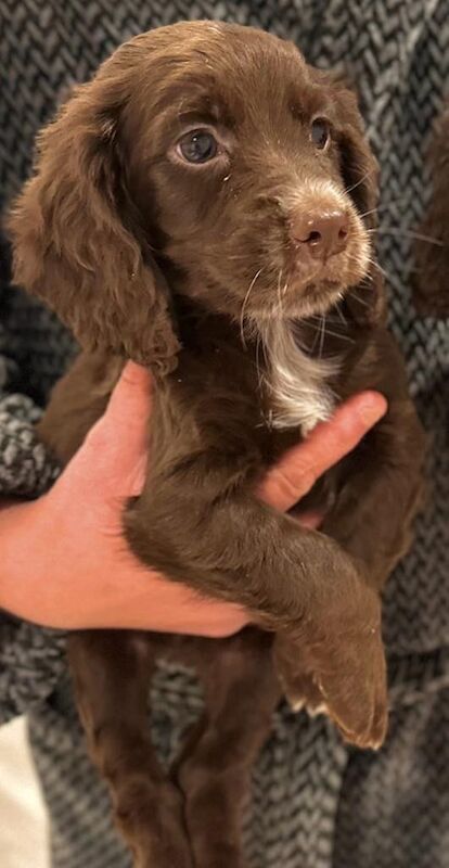 cocker spaniel puppies for sale in Four Marks, Hampshire - Image 3