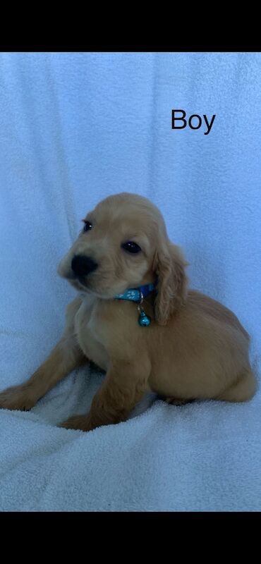 Cocker spaniel puppies for sale in Swanley, Kent