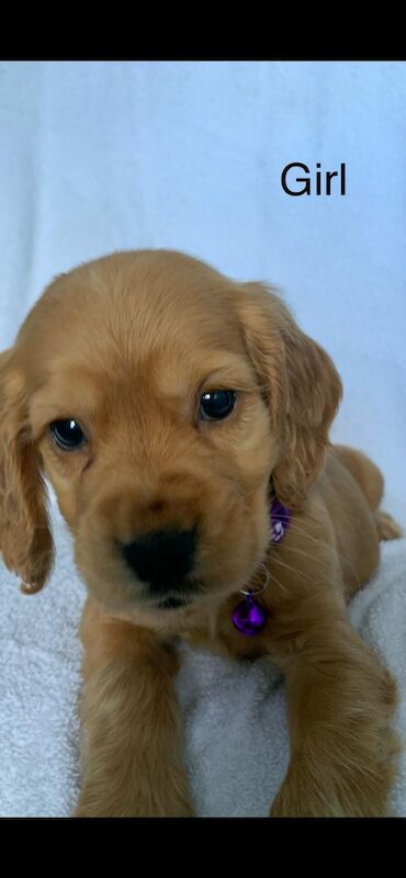 Cocker spaniel puppies for sale in Swanley, Kent - Image 2