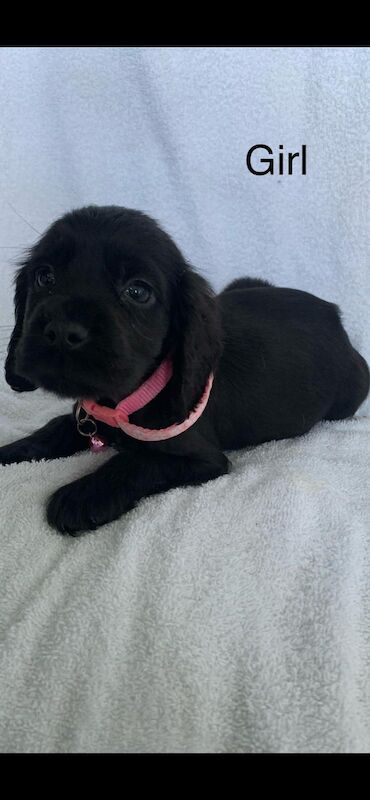 Cocker spaniel puppies for sale in Swanley, Kent - Image 3