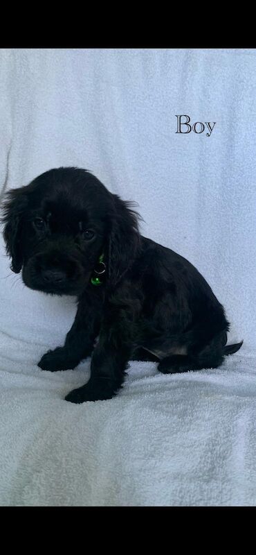 Cocker Spaniel Puppies for sale