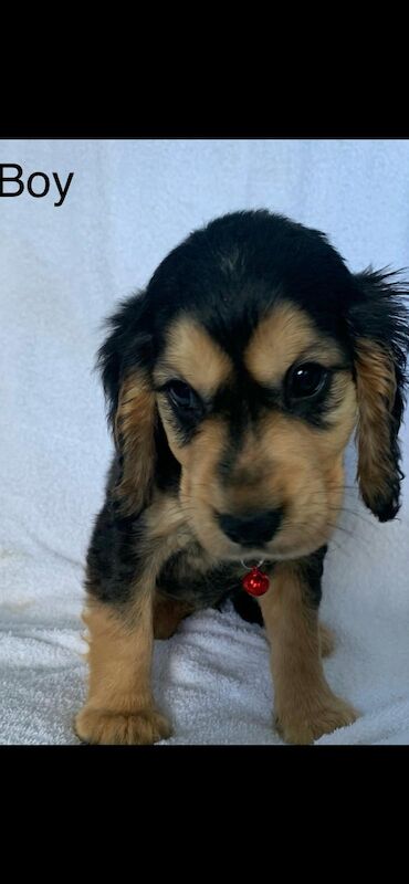 Cocker spaniel puppies for sale in Swanley, Kent - Image 5