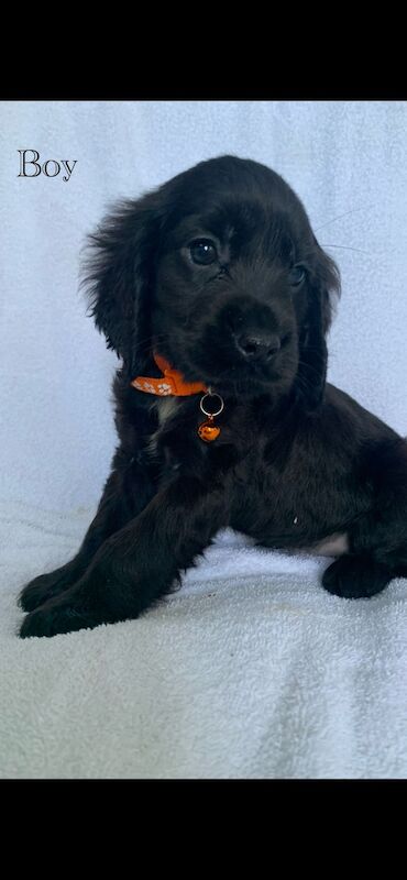 Cocker spaniel puppies for sale in Swanley, Kent - Image 6