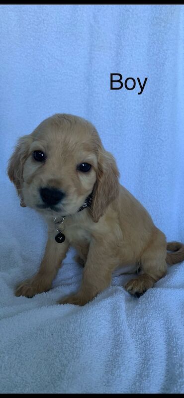 Cocker spaniel puppies for sale in Swanley, Kent - Image 7