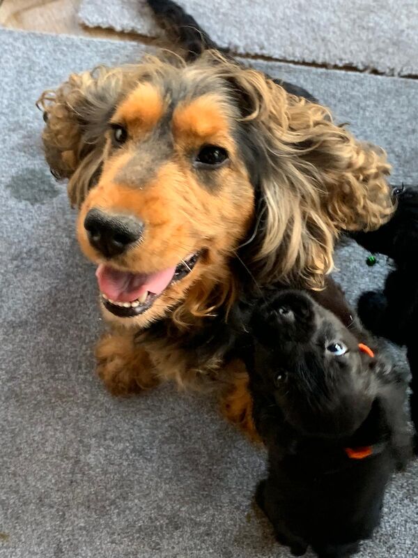 Cocker spaniel puppies for sale in Swanley, Kent - Image 8