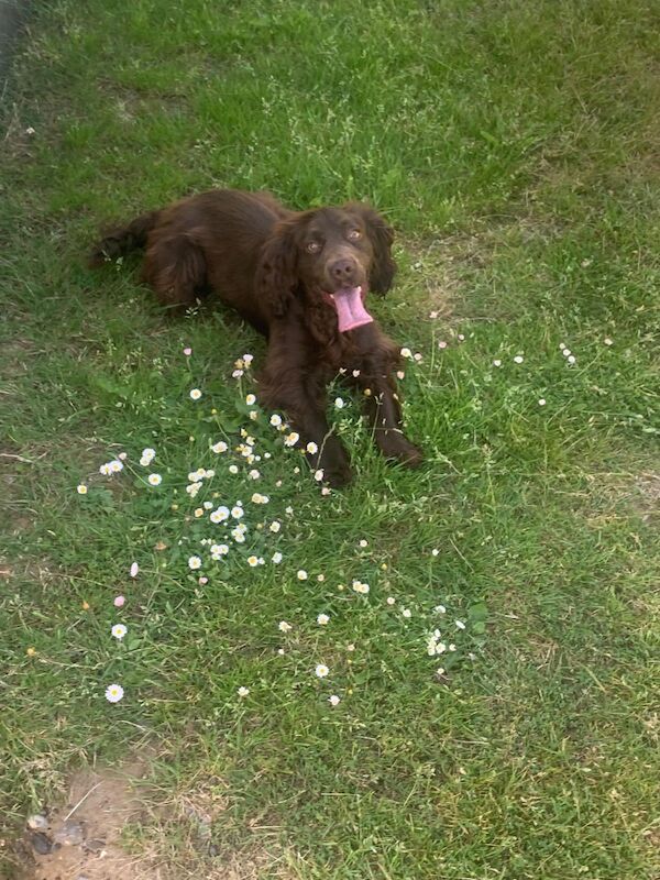 Cocker spaniel puppies for sale in Swanley, Kent - Image 10