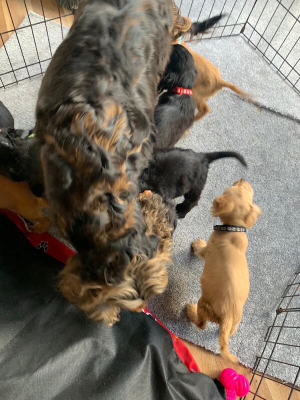 Cocker spaniel puppies for sale in Swanley, Kent - Image 11