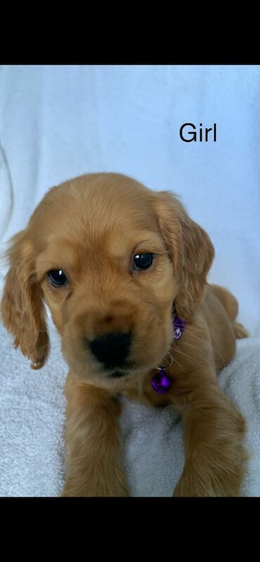 Cocker spaniel puppies for sale in Swanley, Kent - Image 12