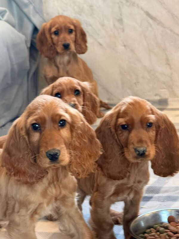 Cocker spaniel puppies for sale in Hackney, Greater London