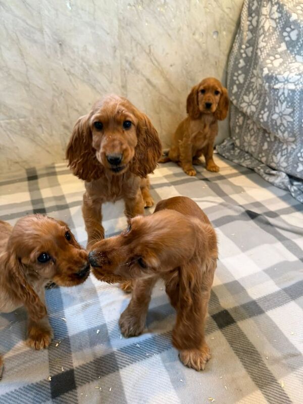 Cocker spaniel puppies for sale in Hackney, Greater London - Image 2