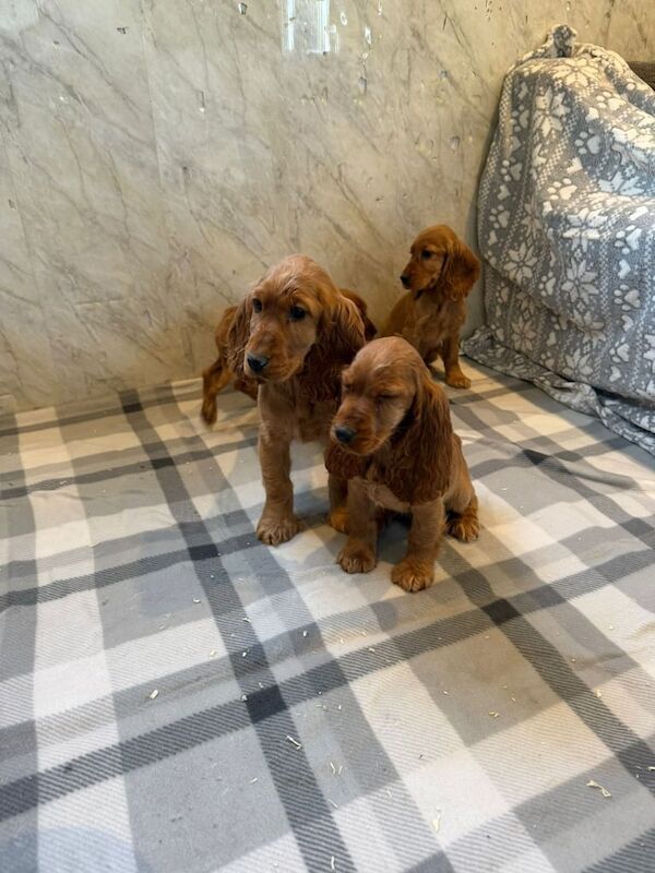 Cocker spaniel puppies for sale in Hackney, Greater London - Image 3