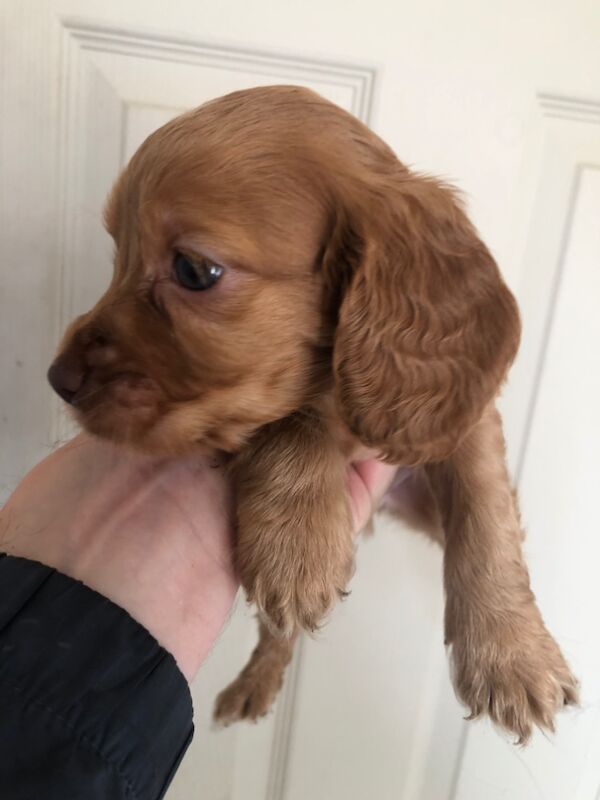 Cocker spaniel puppies for sale in Scarborough, North Yorkshire