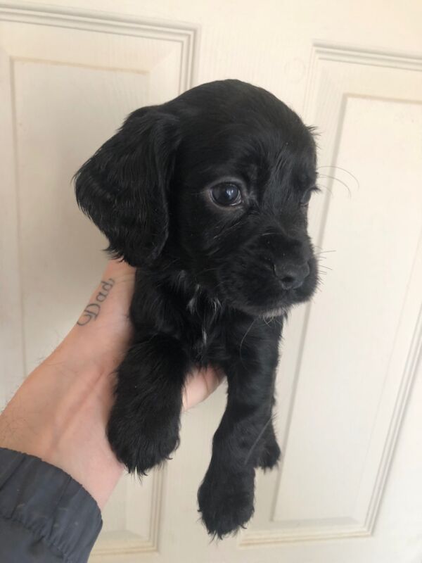 Cocker Spaniels for sale in Scarborough, North Yorkshire