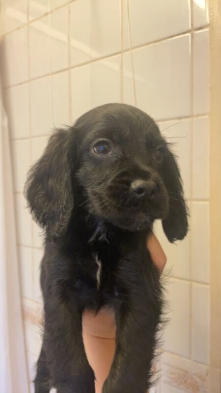 Cocker Spaniel Puppies for sale in North Yorkshire