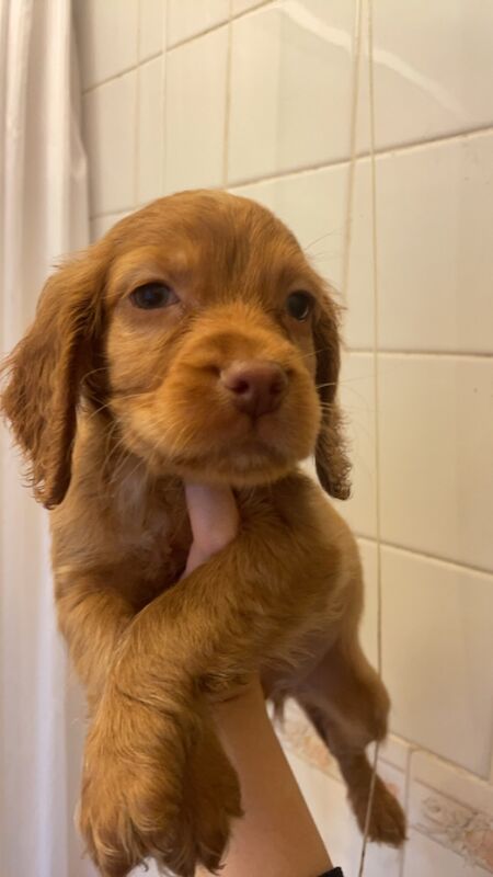 Cocker Spaniel Puppies for sale