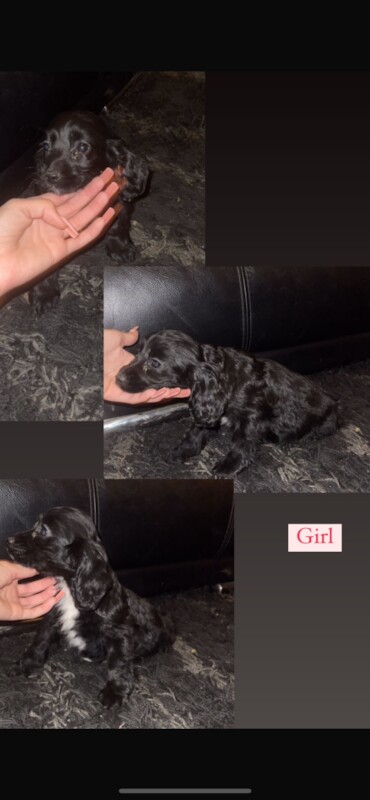 Cocker spaniel puppies for sale in Wexham Street, Buckinghamshire - Image 3