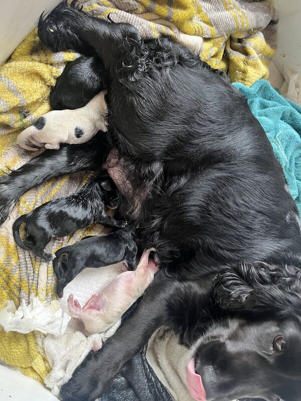 Cocker spaniel puppies for sale in Atherstone, Warwickshire - Image 2