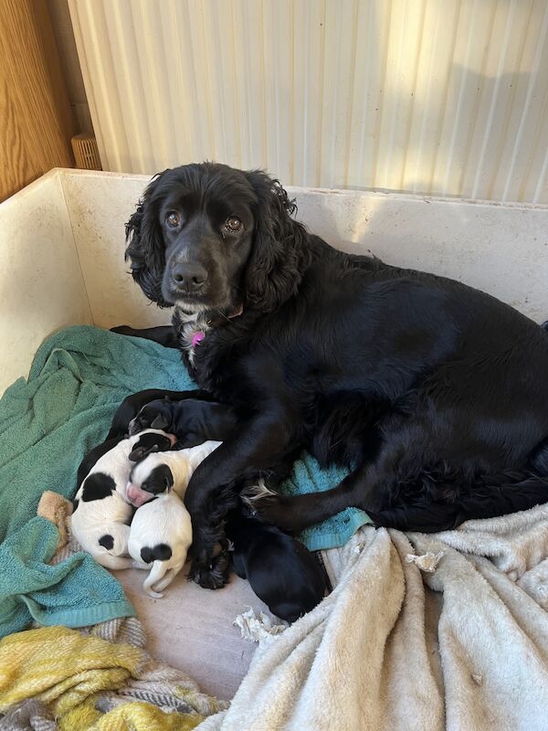 Cocker spaniel puppies for sale in Atherstone, Warwickshire - Image 3