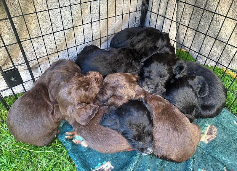 Cocker spaniel puppies for sale in Blandford Forum, Dorset