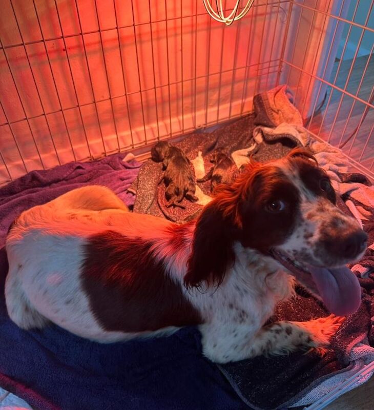 Cocker spaniel puppies for sale in Blandford Forum, Dorset - Image 2