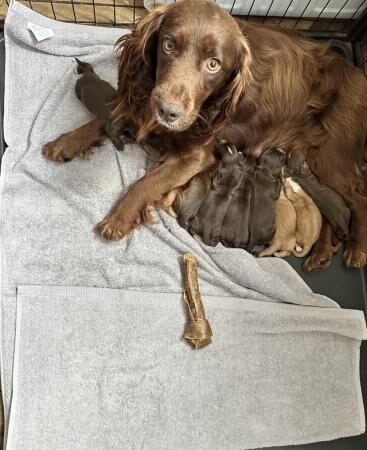 Cocker spaniel puppies 5 weeks old for sale in Leeds, West Yorkshire - Image 1