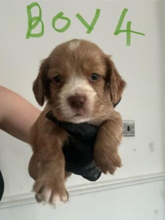 Cocker spaniel puppies 5 weeks old for sale in Leeds, West Yorkshire - Image 2