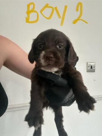 Cocker spaniel puppies 5 weeks old for sale in Leeds, West Yorkshire - Image 3