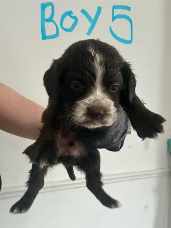 Cocker spaniel puppies 5 weeks old for sale in Leeds, West Yorkshire - Image 4