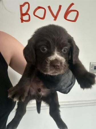 Cocker spaniel puppies 5 weeks old for sale in Leeds, West Yorkshire - Image 5