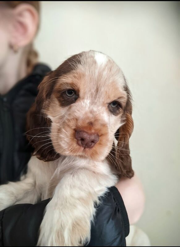 Cocker Spaniel Puppies for sale in Alvaston, Derbyshire